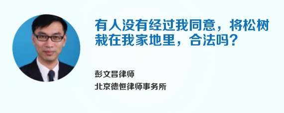 有人没有经过我同意，将松树栽在我家地里，合法吗?