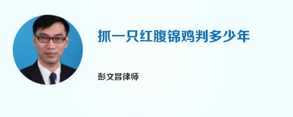 抓一只红腹锦鸡判多少年
