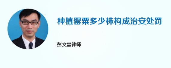 种植罂粟多少株构成治安处罚