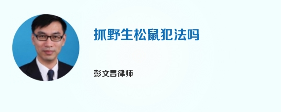 抓野生松鼠犯法吗